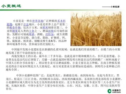 小麦总结