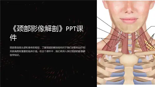《颈部影像解剖》课件