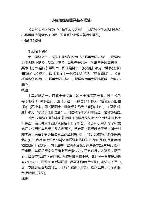 小肠经经络图及基本概述