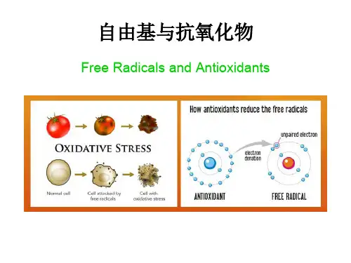 自由基与抗氧化物课件