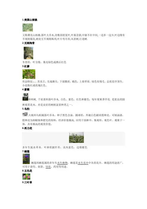 美国山核桃
