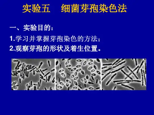 实验五细菌芽孢染色法