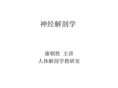 海马的结构及功能
