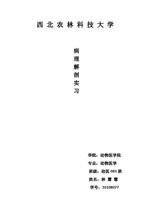 猪的尸体剖检术式