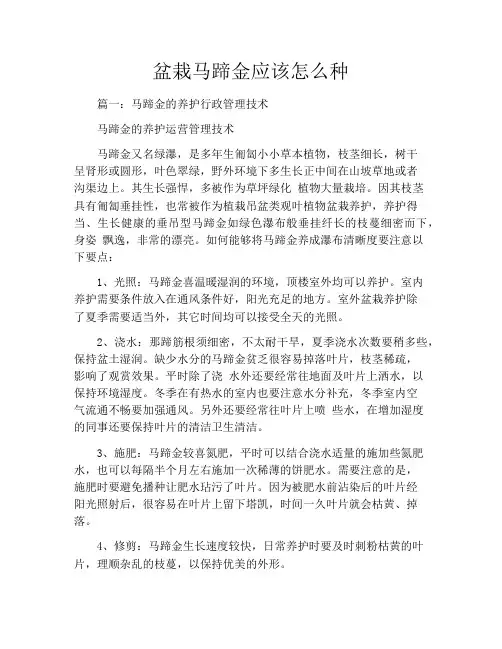 盆栽马蹄金应该怎么种