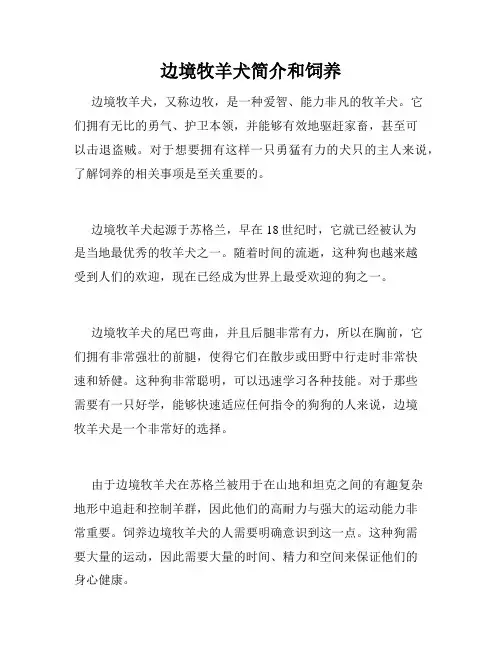 边境牧羊犬简介和饲养 