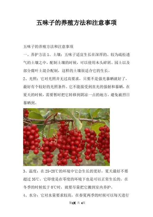 五味子的养殖方法和注意事项