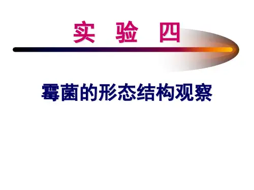 4、霉菌的形态结构观察