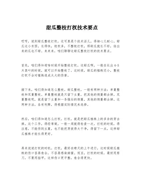 甜瓜整枝打杈技术要点