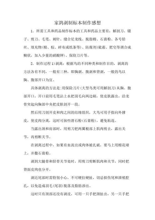 家鸽剥制标本制作感想