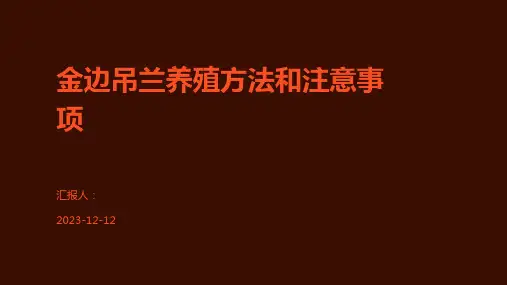 金边吊兰养殖方法和注意事项