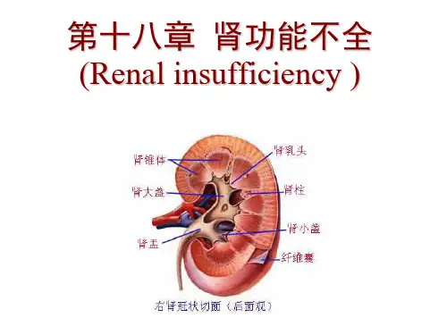 病理生理学——肾功能不全