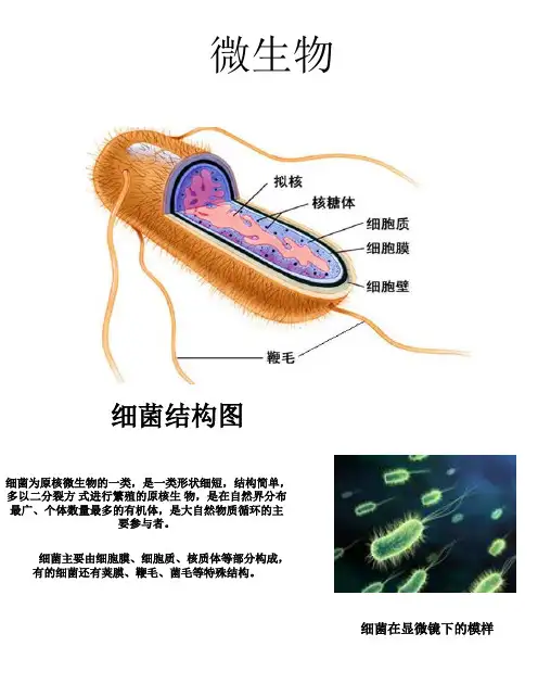 细菌结构图
