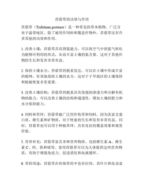 苜蓿草的功效与作用