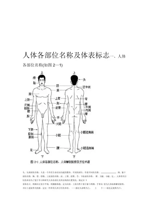 人体各部位名称及体表标志