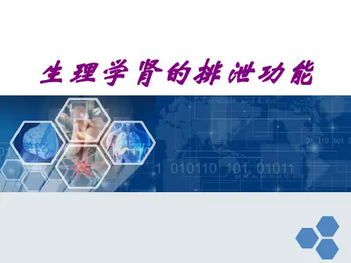 医学生理学肾的排泄功能ppt培训课件