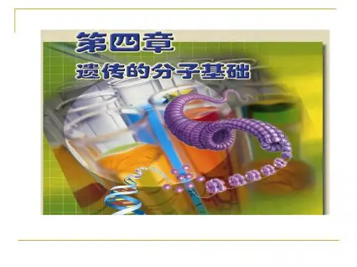 探索遗传物质的过程