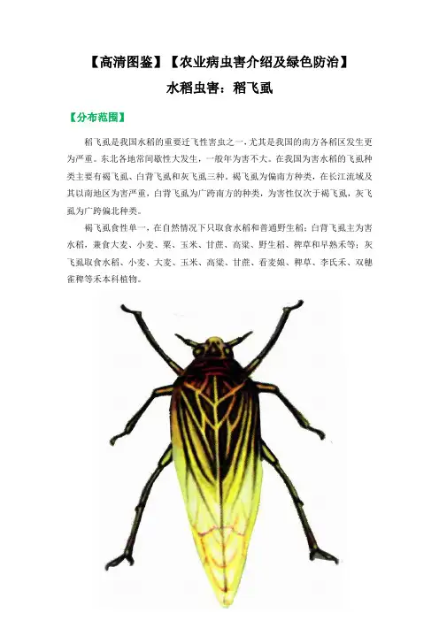 【高清图鉴】【农业病虫害介绍及绿色防治】  水稻虫害：稻飞虱