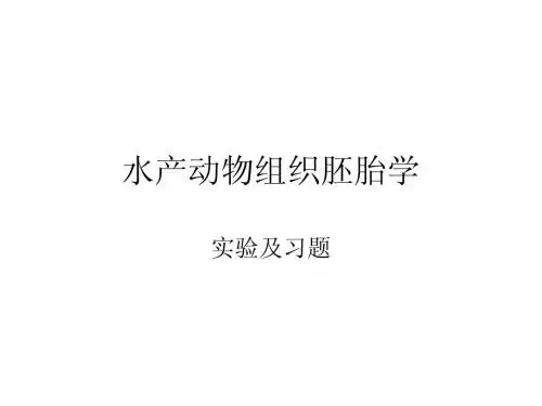 水产动物组织胚胎
