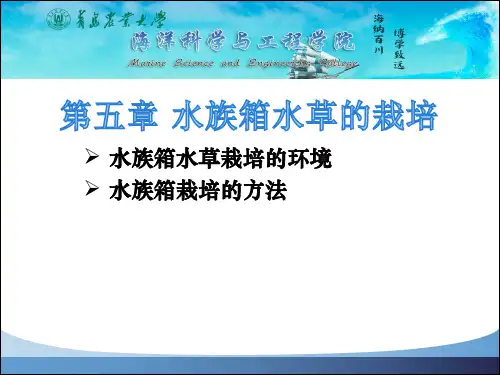 5第五章 水族箱水草