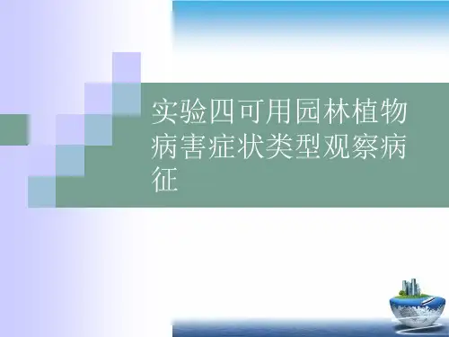 实验四可用园林植物病害症状类型观察病征PPT课件