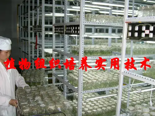 植物组织培养实用技术