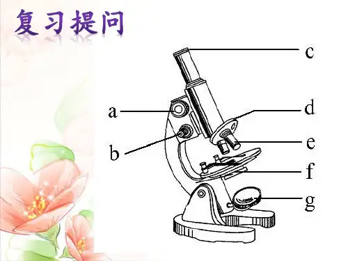生物学的研究工具(课时2)七年级生物上册精品课件(济南版)