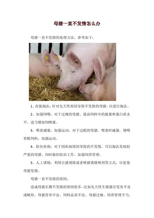 母猪一直不发情怎么办