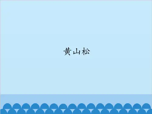 教科版小学四年级语文上册黄山松_课件1