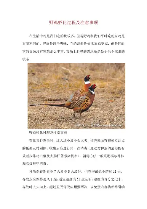 野鸡孵化过程及注意事项