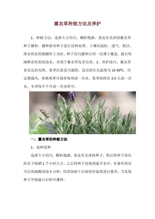 薰衣草种植方法及养护