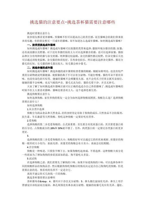 挑选猫的注意要点-挑选茶杯猫需要注意哪些