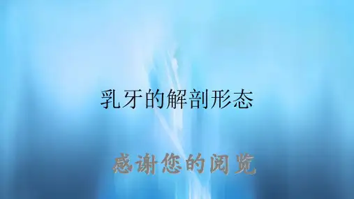 乳牙的解剖形态
