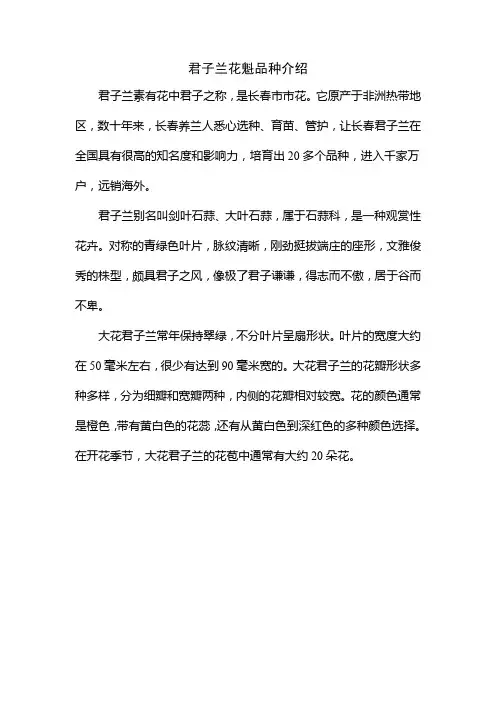 君子兰花魁品种介绍