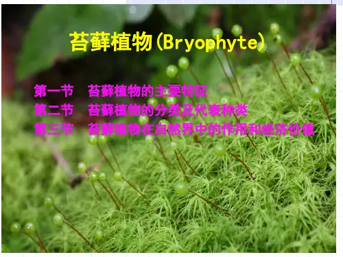 初中科学 苔藓植物