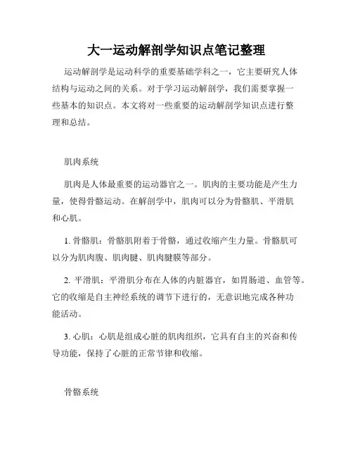 大一运动解剖学知识点笔记整理