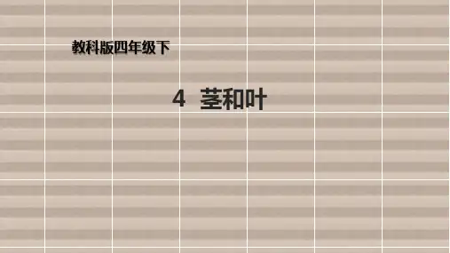 1.4《茎和叶》教科版 四年级下册经典课件
