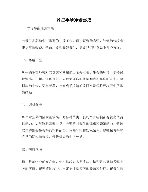 养母牛的注意事项