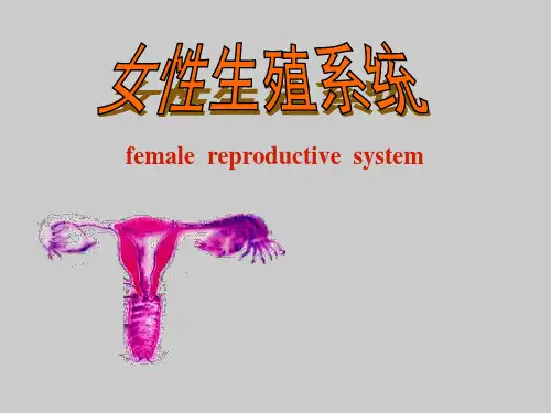 《组织学与胚胎学》课件 女性生殖系统 ppt