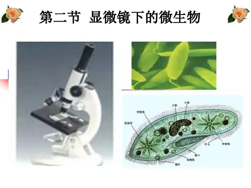 12显微镜下的微生物