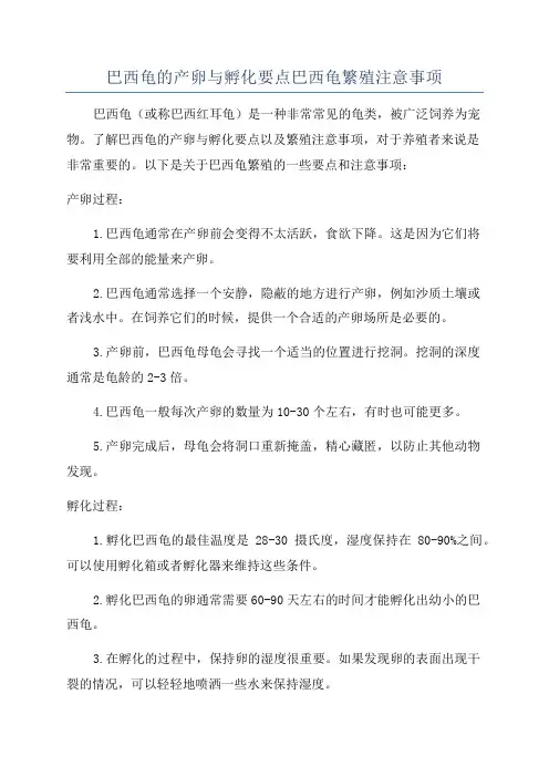 巴西龟的产卵与孵化要点巴西龟繁殖注意事项