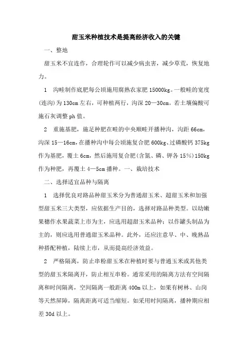 甜玉米种植技术是提高经济收入关键