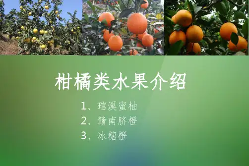 柑橘类水果介绍PPT课件