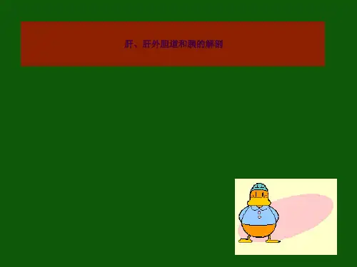 肝、胆、胰的解剖ppt课件
