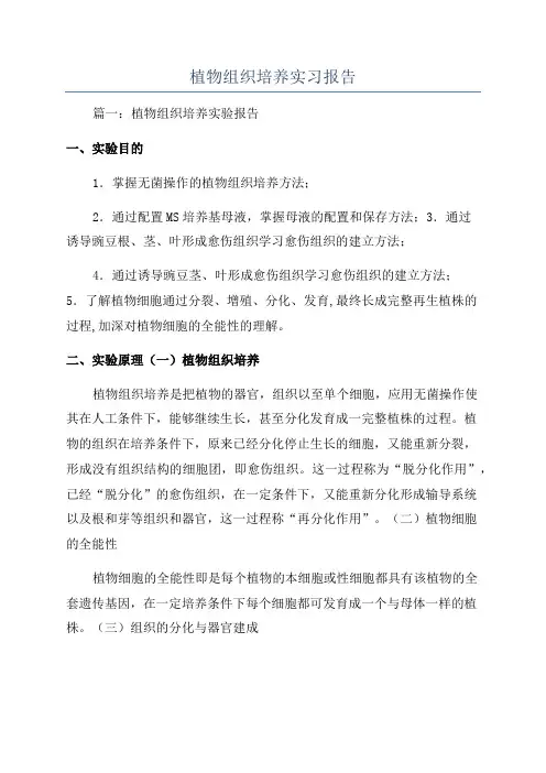 植物组织培养实习报告