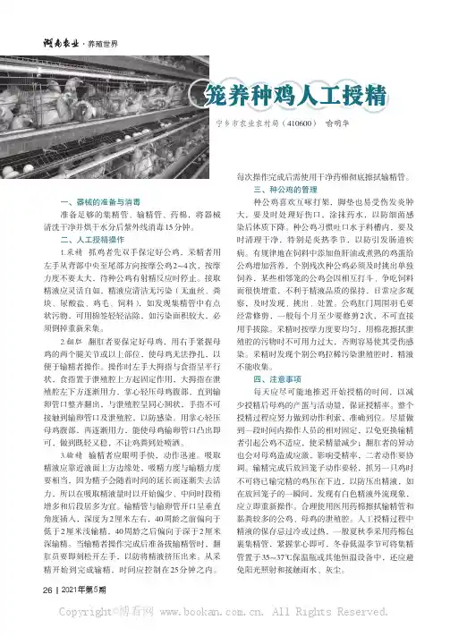 笼养种鸡人工授精