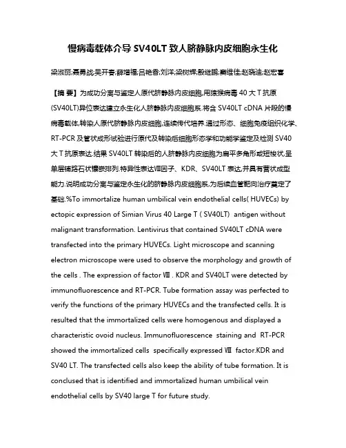 慢病毒载体介导SV40LT致人脐静脉内皮细胞永生化
