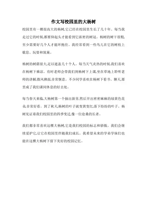 作文写校园里的大杨树
