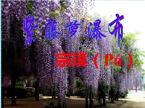 第18课《紫藤萝瀑布》课件(共33张PPT)
