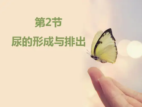 《尿的形成与排出》PPT教学课件
